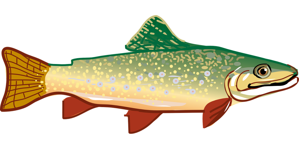 Trout Fish